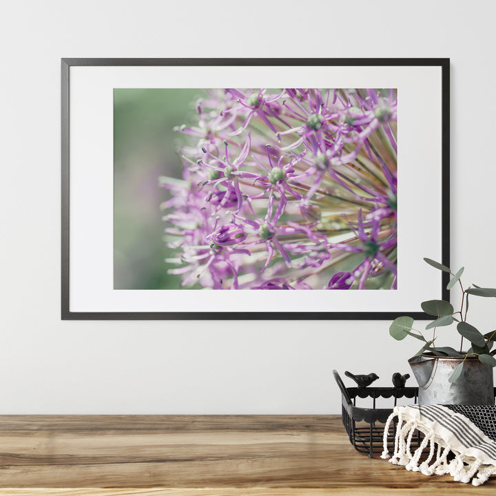 Purple Allium | Fine Art Photography Print