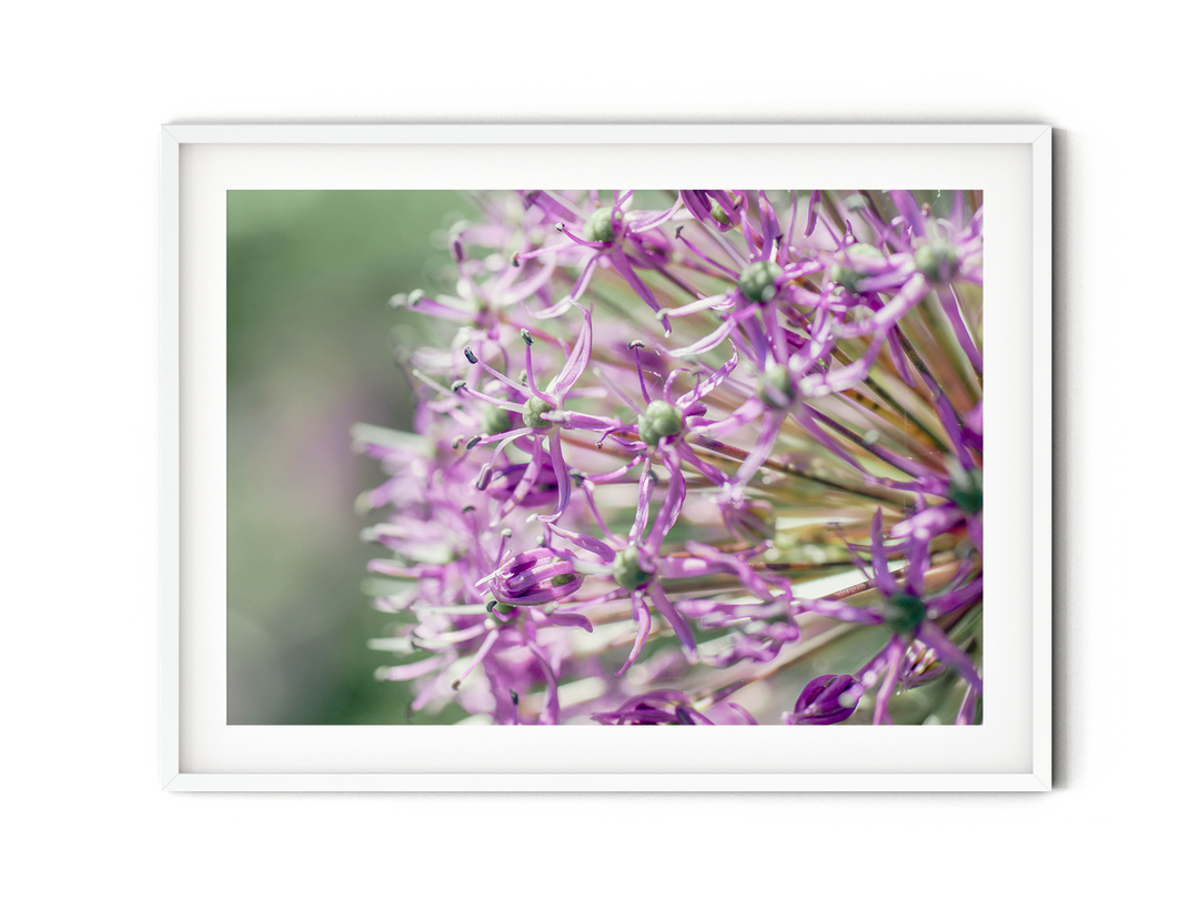 Purple Allium | Fine Art Photography Print