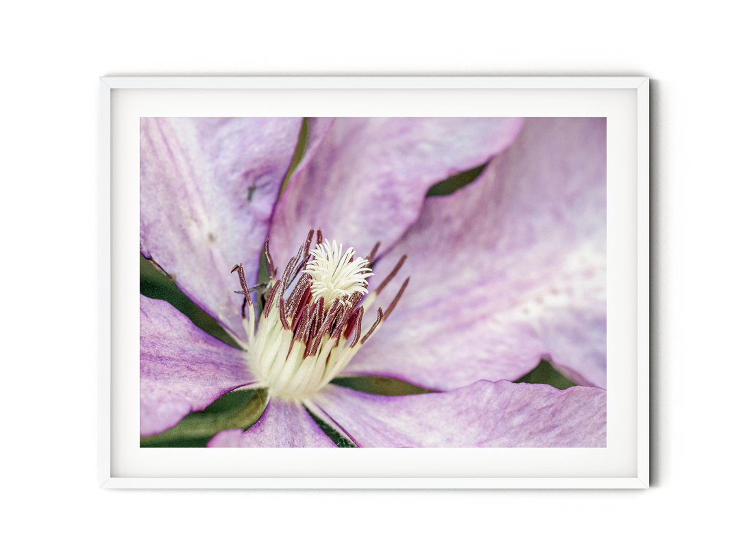 Purple Clematis | Fine Art Photography Print