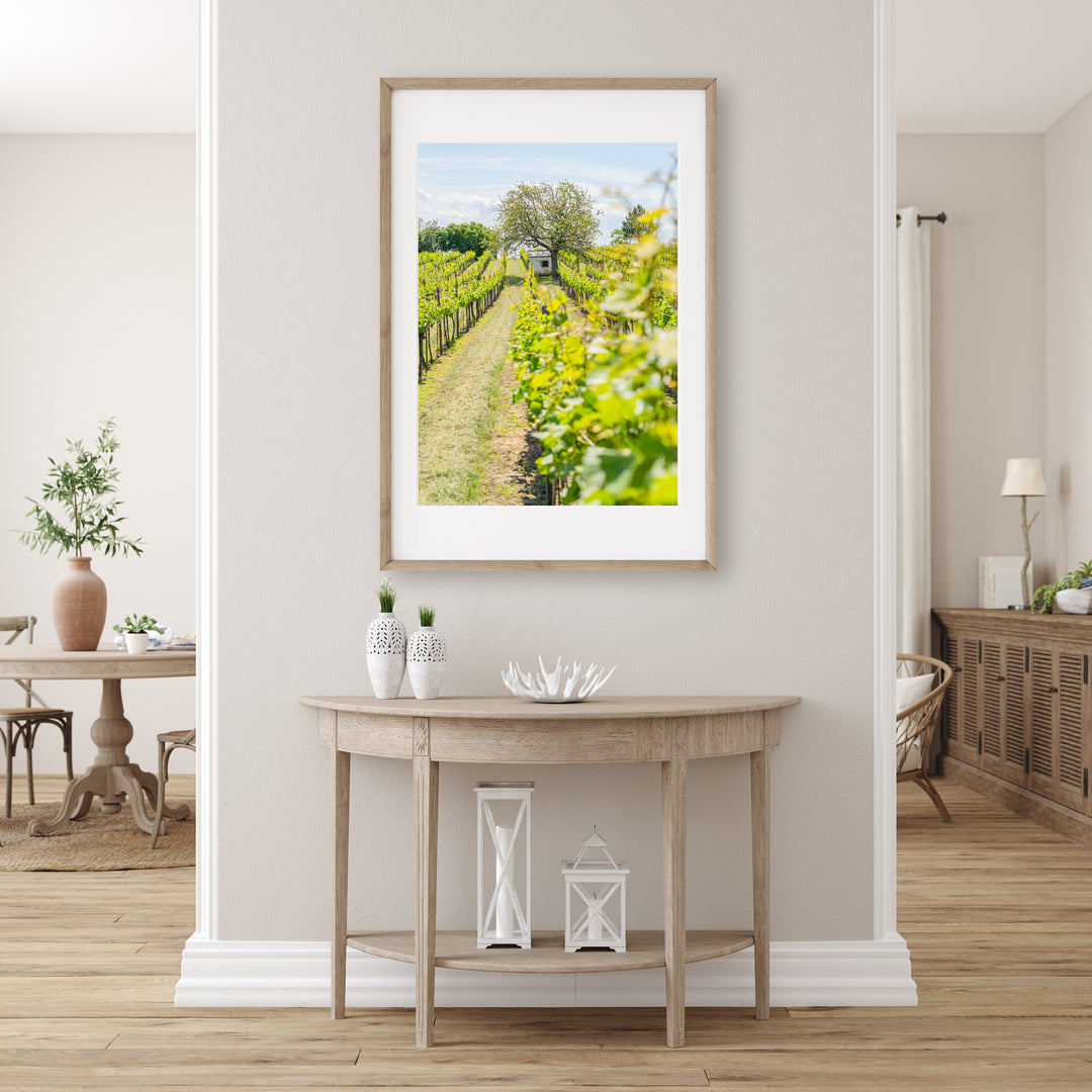 Vineyards in Spring | Fine Art Photography Print