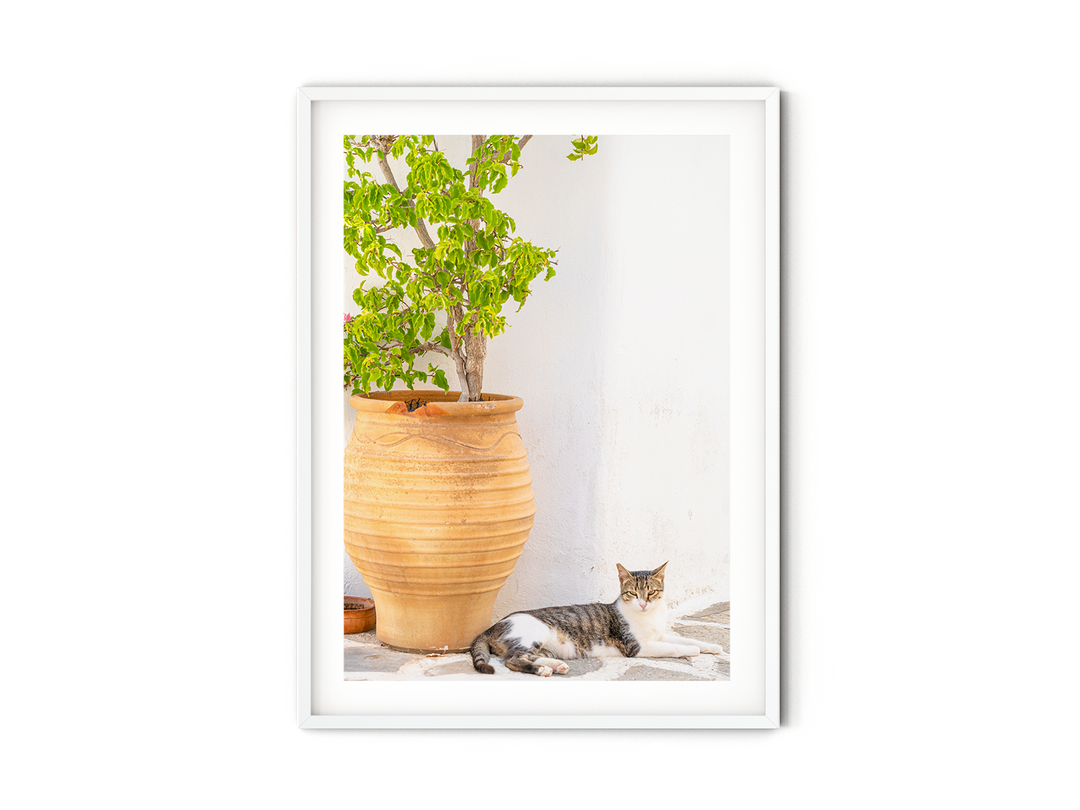 Greek Cat III | Fine Art Photography Print
