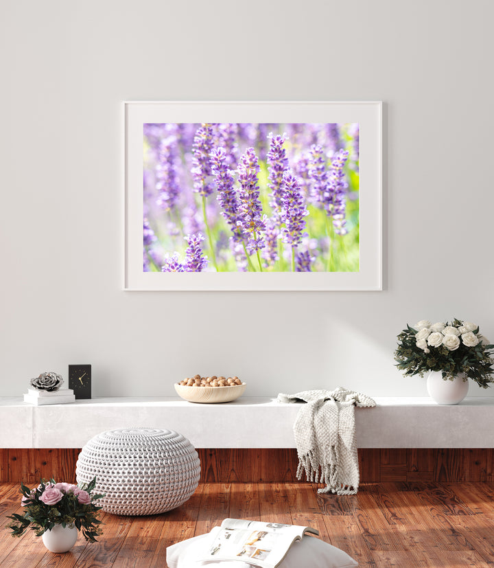 Purple Lavender I | Fine Art Photography Print
