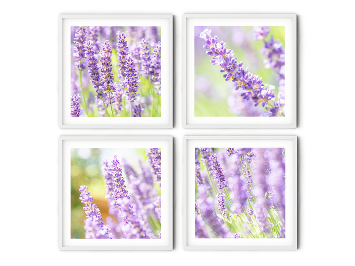 Purple Lavender Fields Gallery Wall | Fine Art Photography Print Set