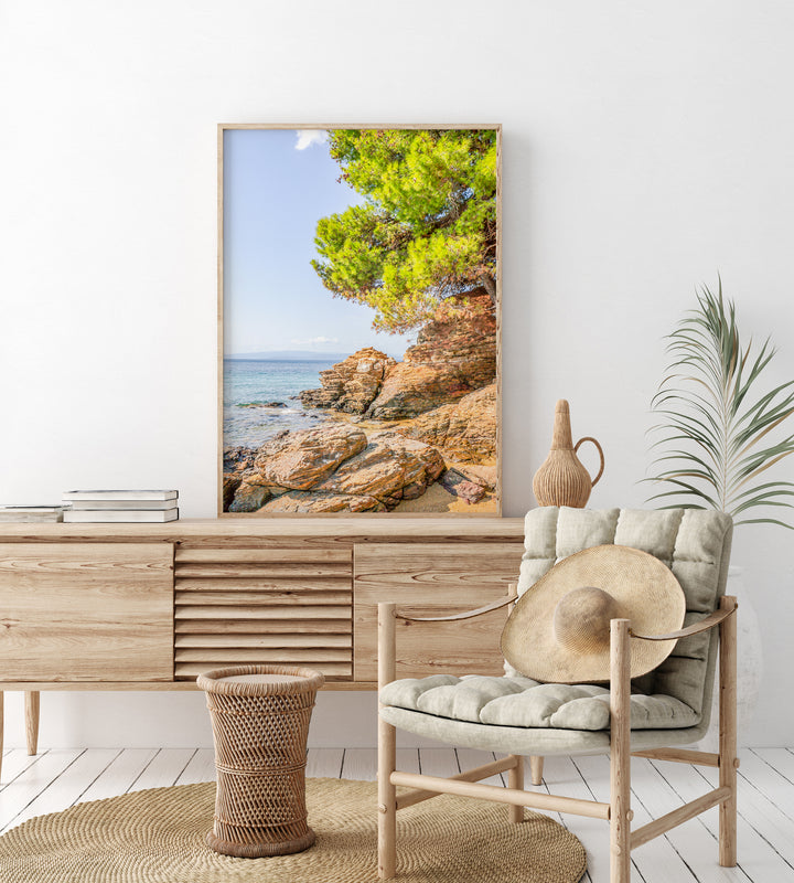 Coastal Pine Tree VIII | Fine Art Photography Print