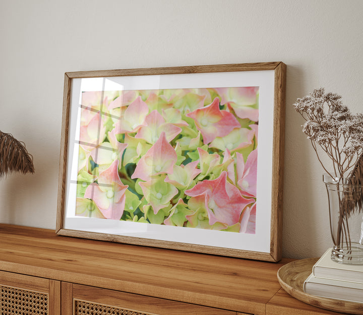 White Blush Pink Hydrangea | Fine Art Photography Print