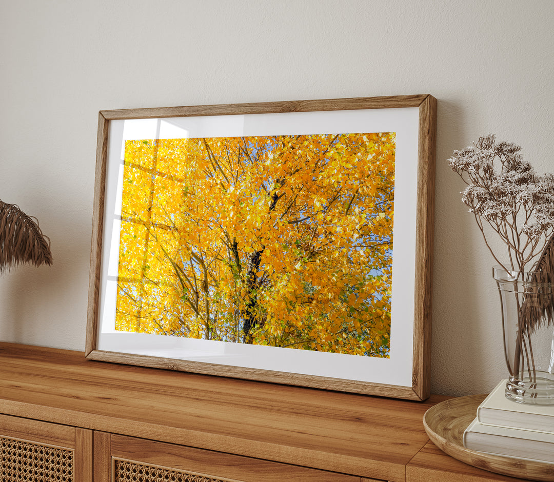 Golden Tree II | Fine Art Photography Print