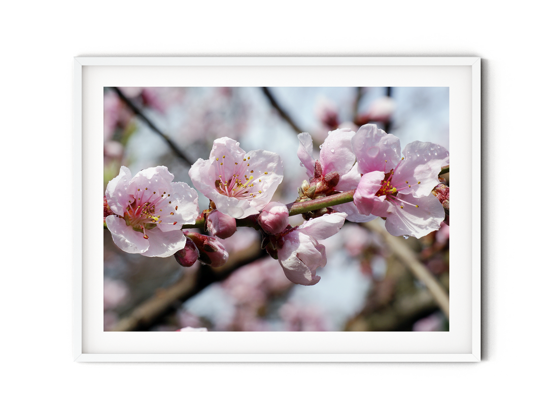 Blush Pink Almond Blossoms | Fine Art Photography Print