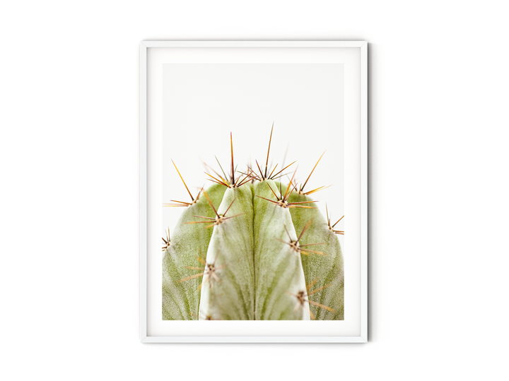 Green Cactus VIII | Fine Art Photography Print