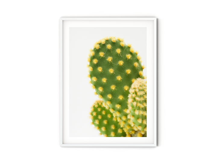Green Cactus VI | Fine Art Photography Print
