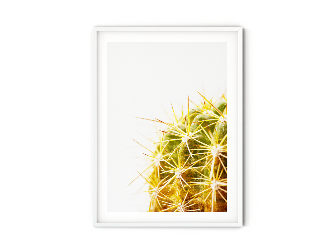Green Cactus III | Fine Art Photography Print