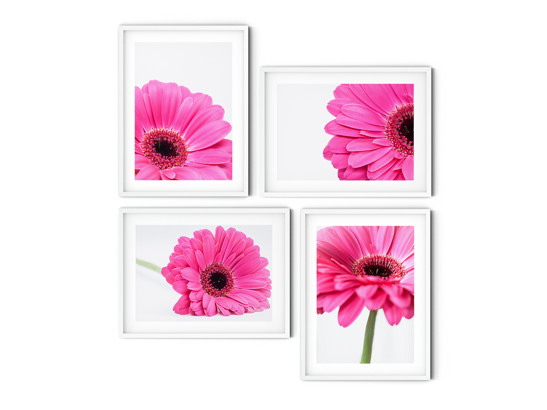 Pink Daisies Gallery Wall II | Fine Art Photography Print Set