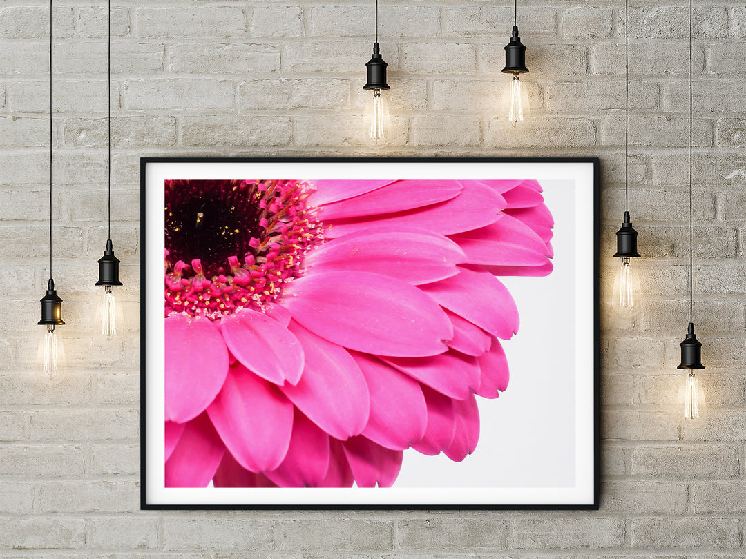 Pink Daisy Flower III | Fine Art Photography Print