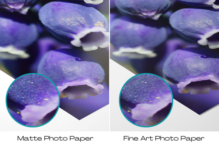 Grape Hyacinth | Fine Art Photography Print