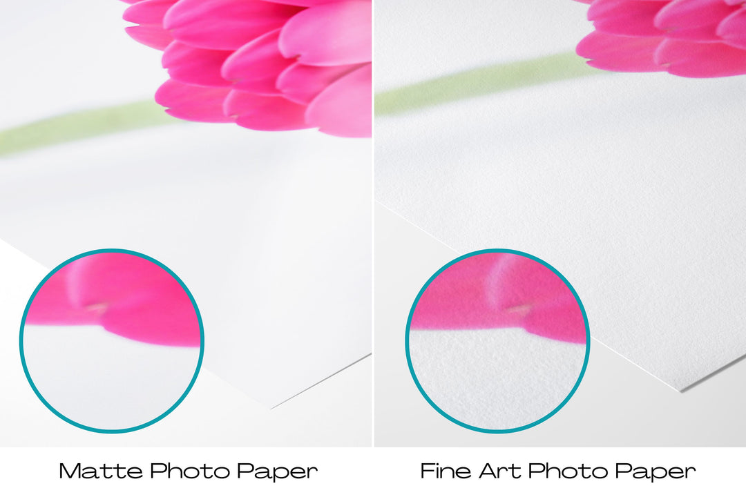 Pink Daisy Flower VIII | Fine Art Photography Print