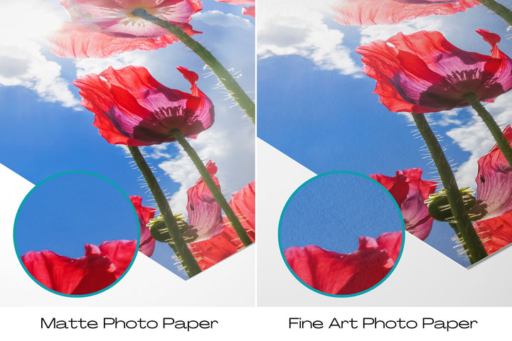Red Poppy Flowers VI | Fine Art Photography Print