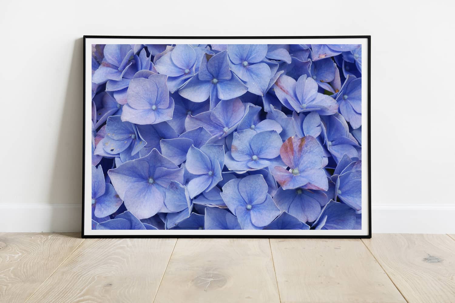 Fine Art Flower Photography Print Collection