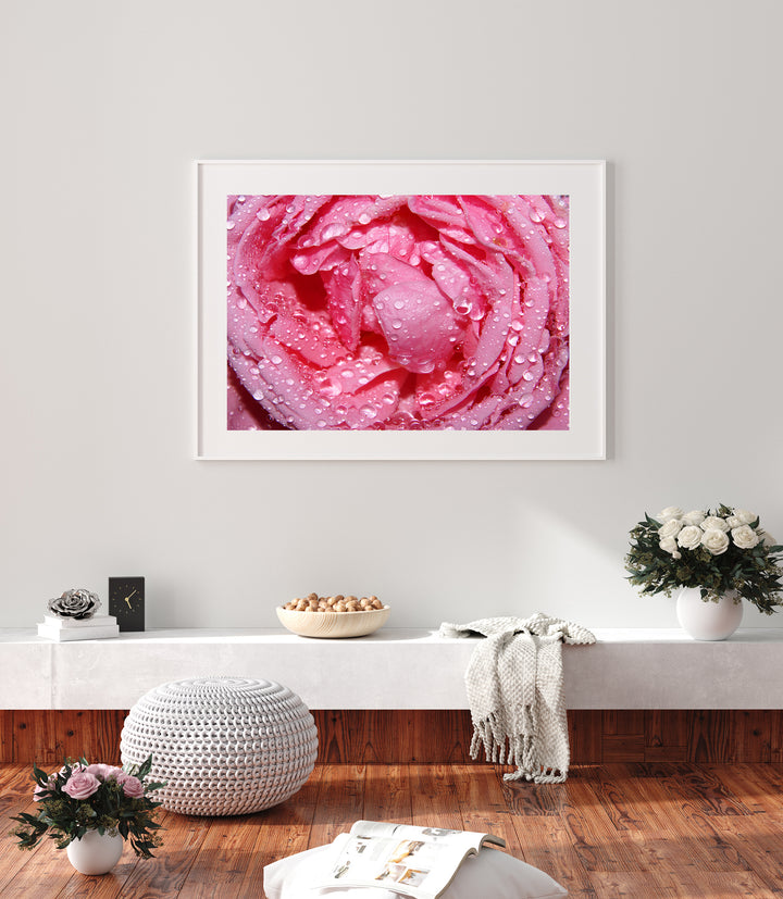 Pink Rose | Fine Art Photography Print