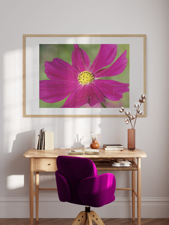 Cosmos Flower | Fine Art Photography Print