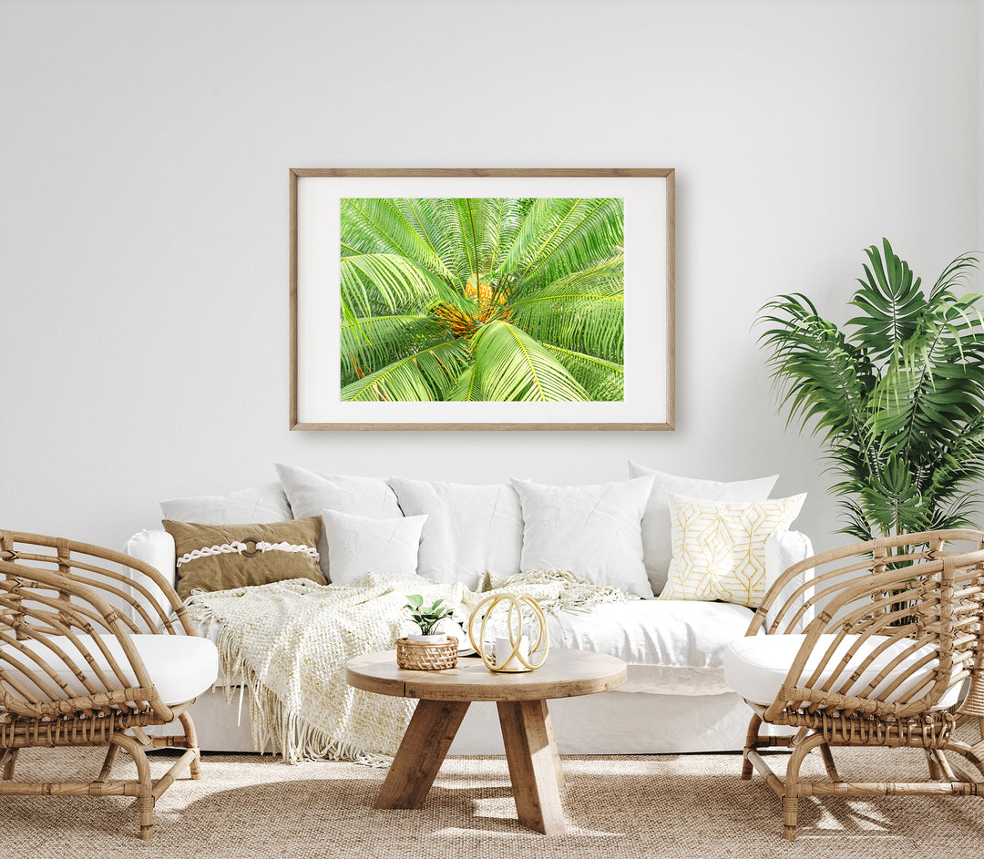 Tropical Palm Tree | Fine Art Photography Print