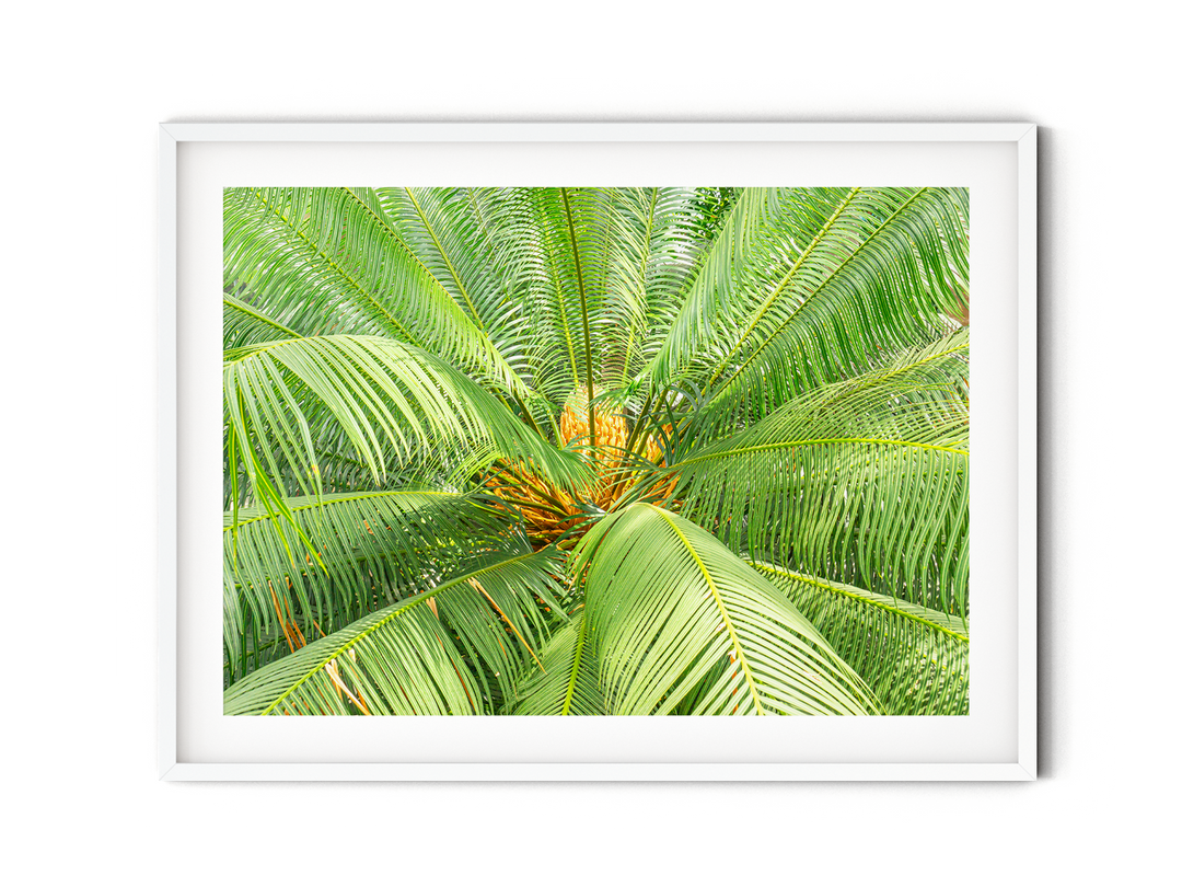 Tropische Palme | Fine Art Poster Print