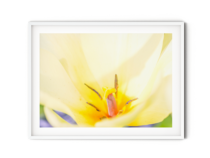 Gelbe Tulpe | Fine Art Print