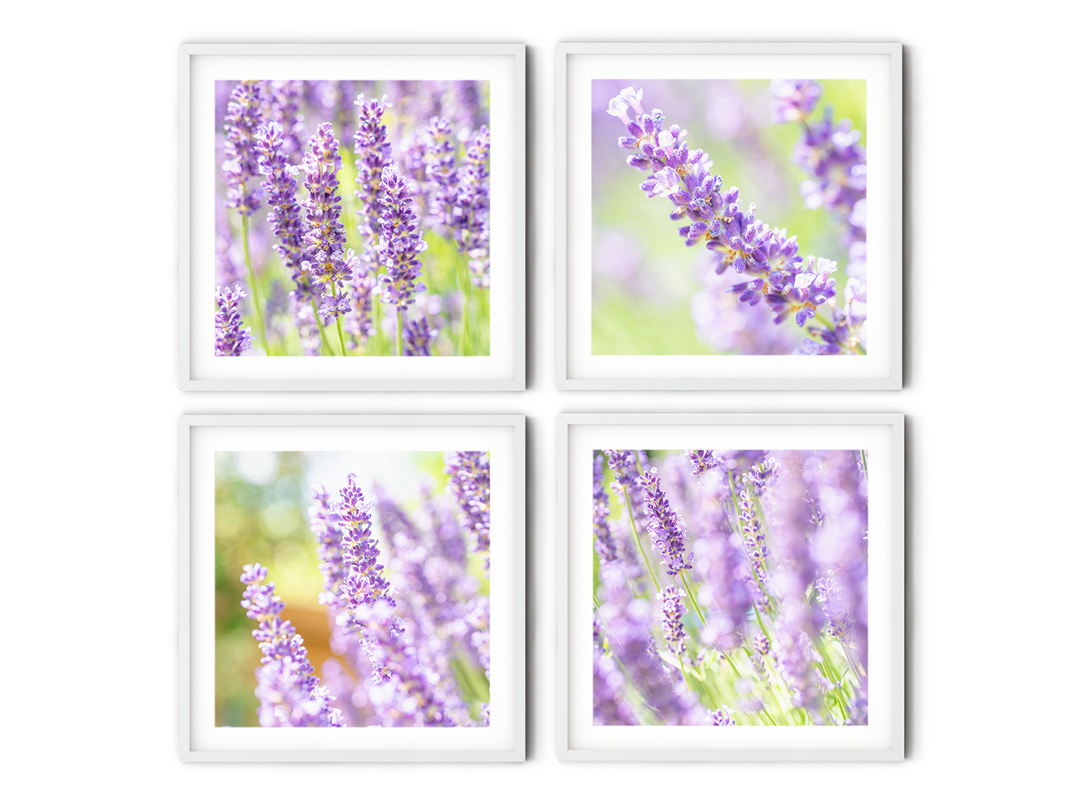 lavender flower wall art Purple Lavender Fields Gallery Wall