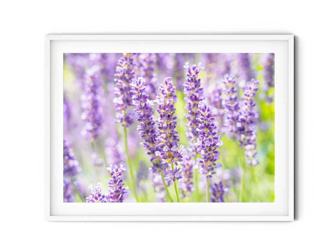 Lila Lavendel I | Fine Art Print
