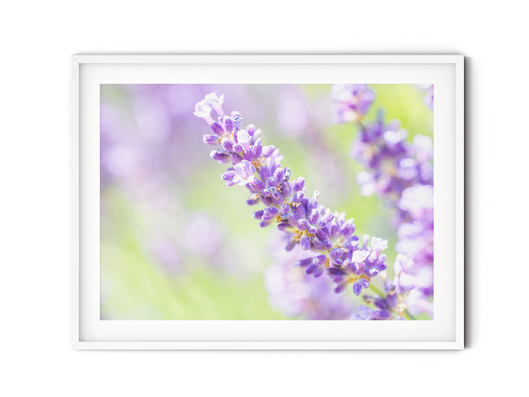 Purple Lavender II | Fine Art Photography Print
