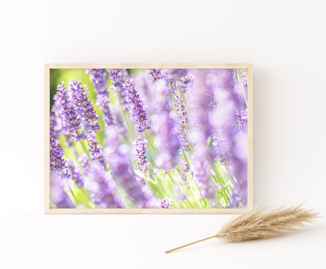 Purple Lavender V | Fine Art Photography Print