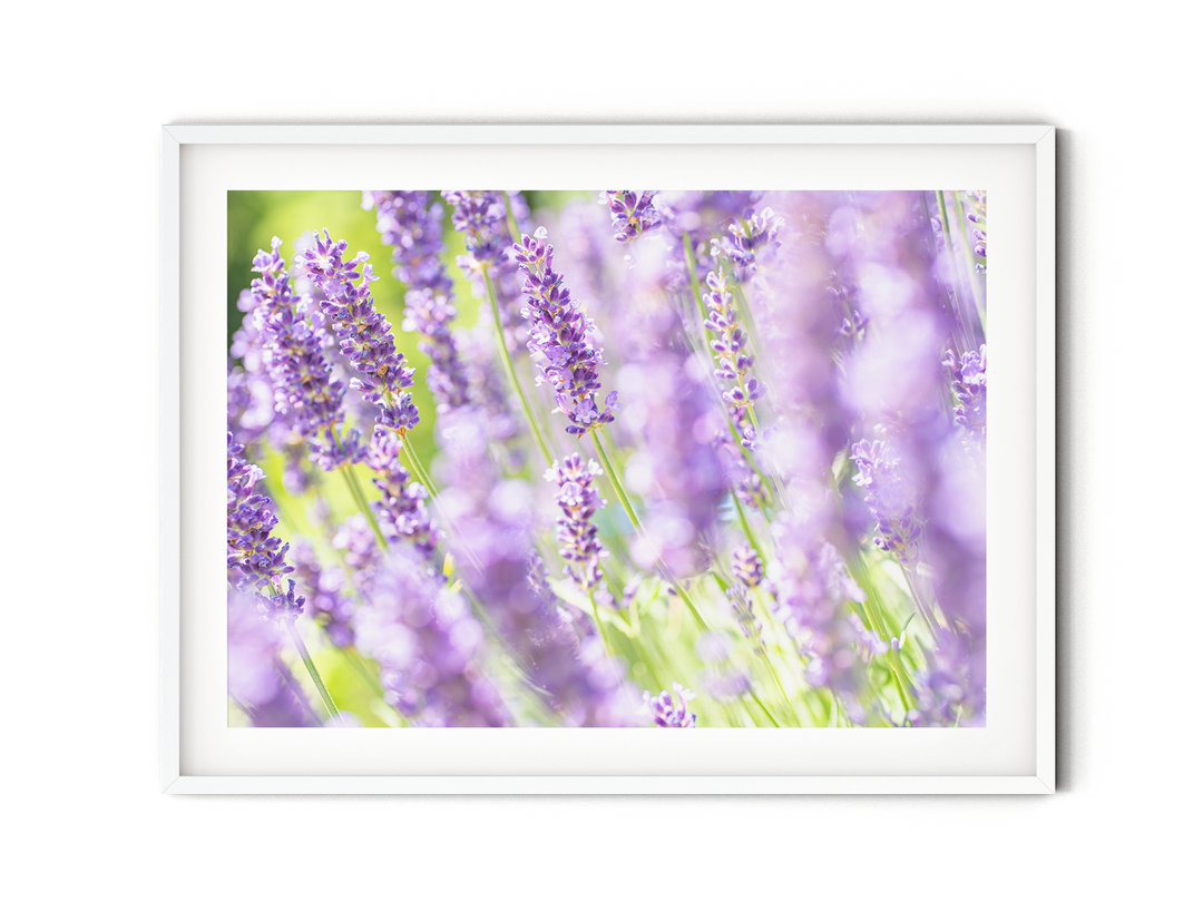 Purple Lavender V | Fine Art Photography Print