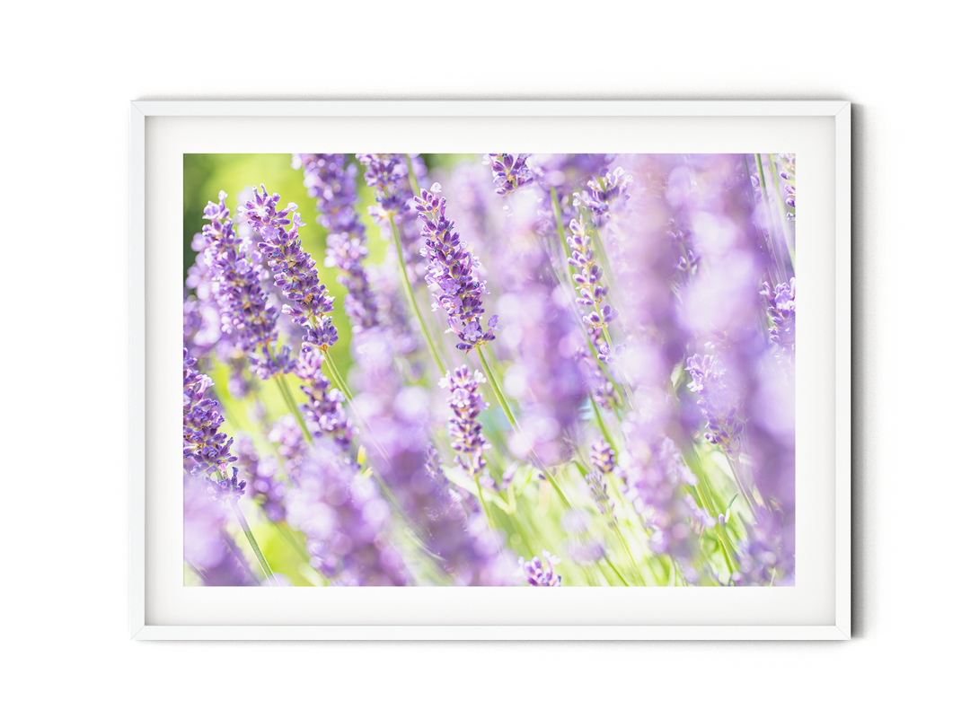 lavender plant etsy Purple Lavender V