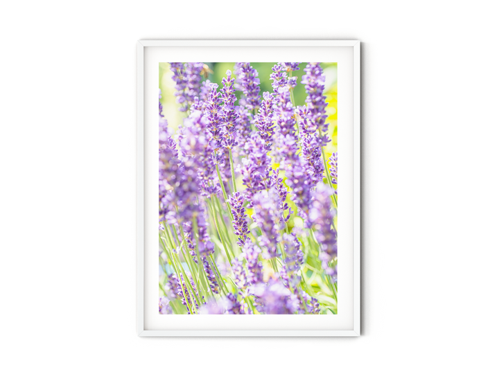 Purple Lavender VI | Fine Art Photography Print