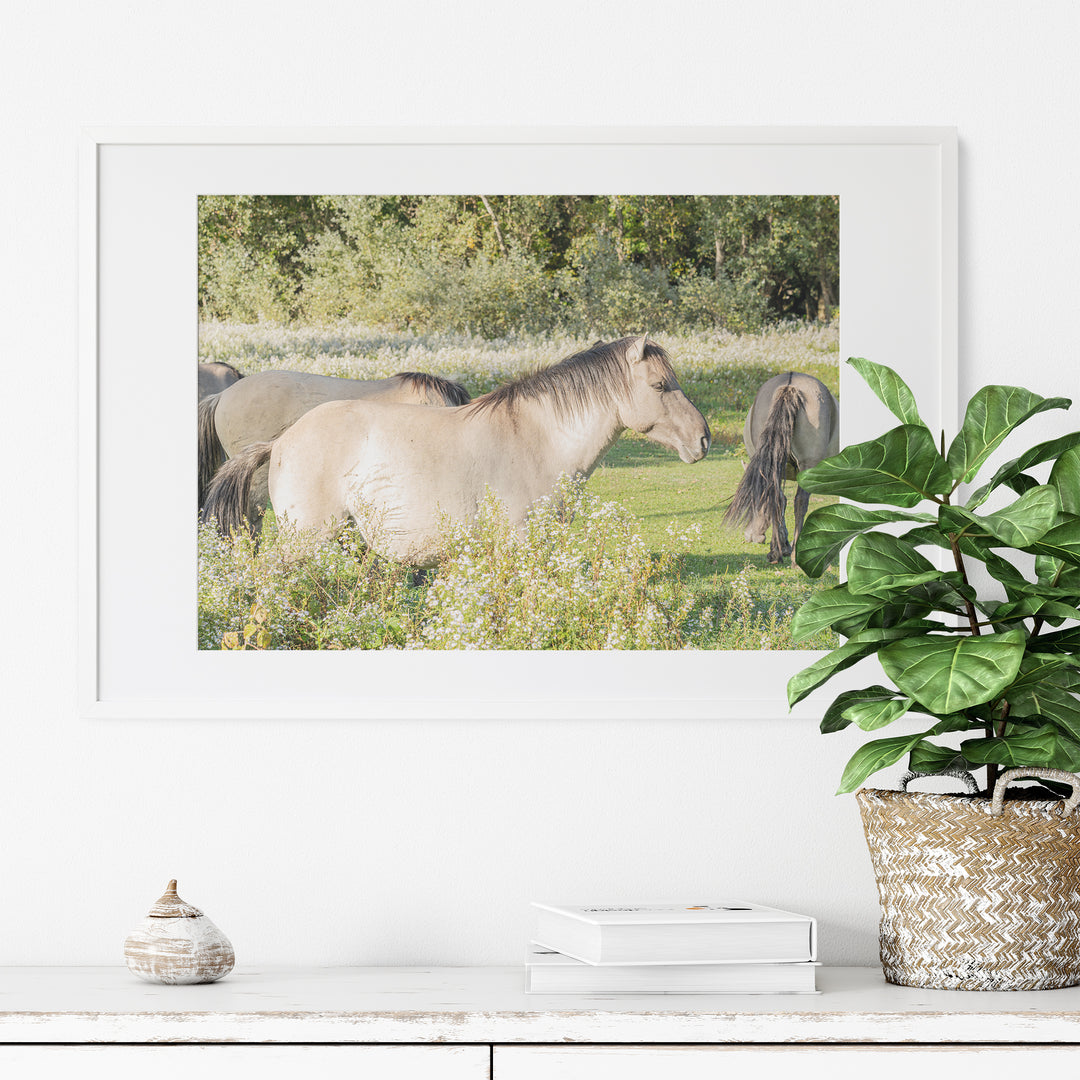 Wild Horses | Fine Art Photography Print