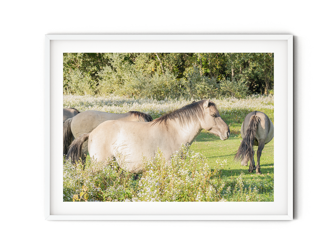 Wild Horses | Fine Art Photography Print
