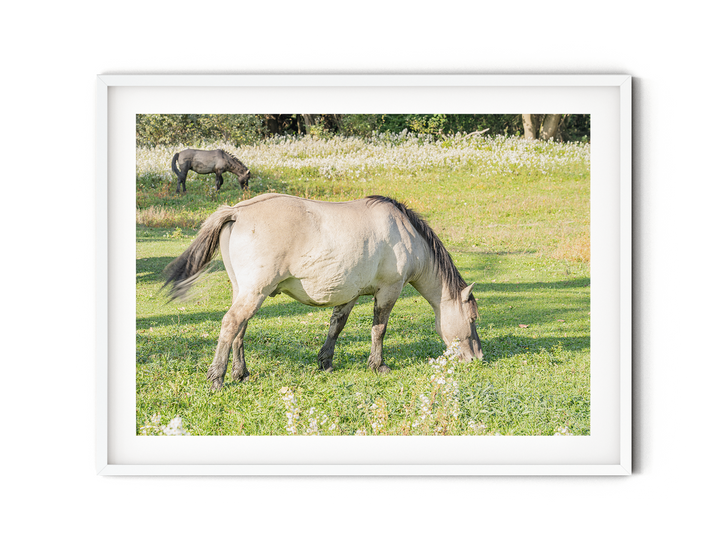Wild Horses II | Fine Art Photography Print