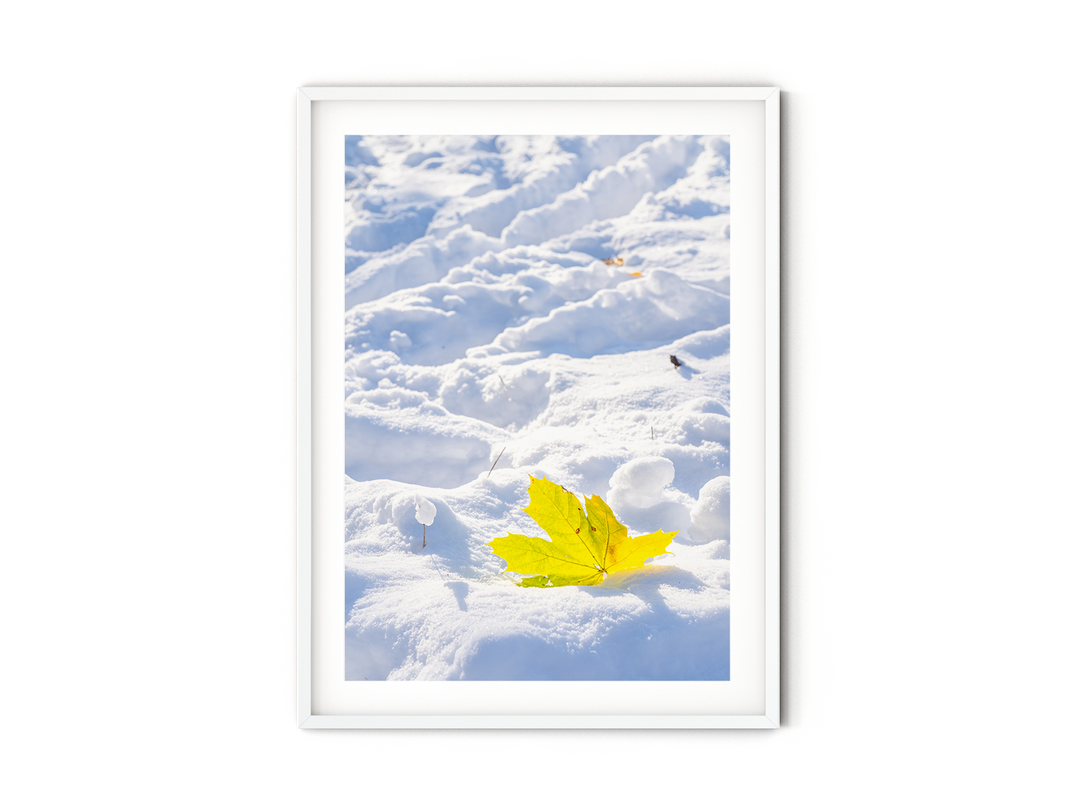 Maple Leaf in the Snow | Fine Art Photography Print