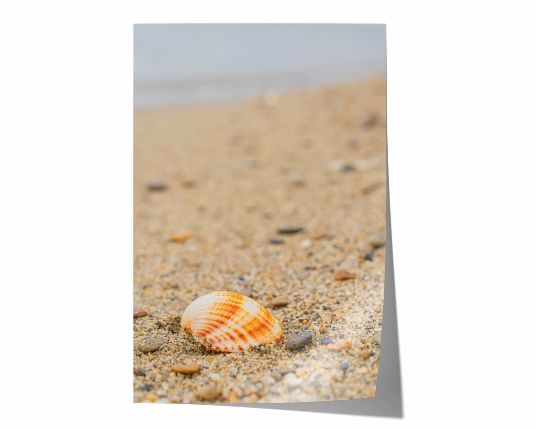 Shell on the Shore of Halkidiki | Fine Art Photography Print