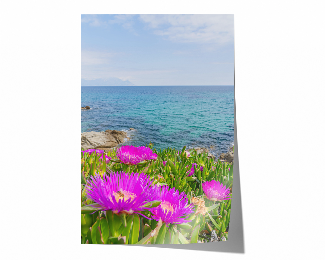 Coastal Blooms in Sarti Halkidiki | Fine Art Photography Print