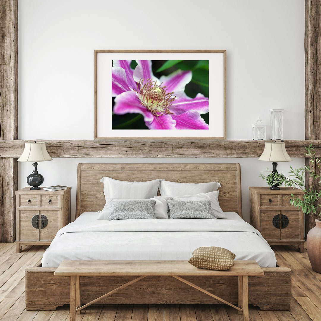 Pink Clematis | Fine Art Photography Print