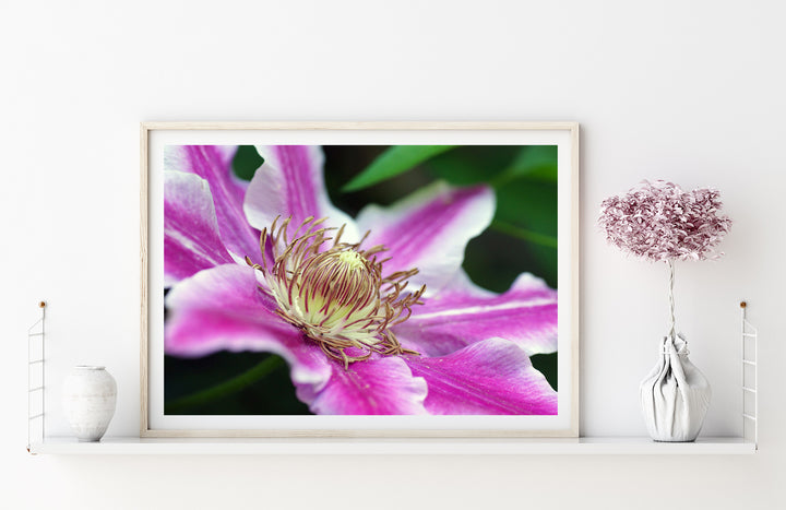 Pink Clematis | Fine Art Photography Print