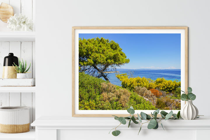 Coastal Pine Tree I | Fine Art Photography Print