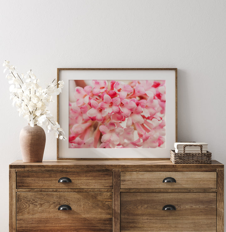 Schneeballblüte | Fine Art Print