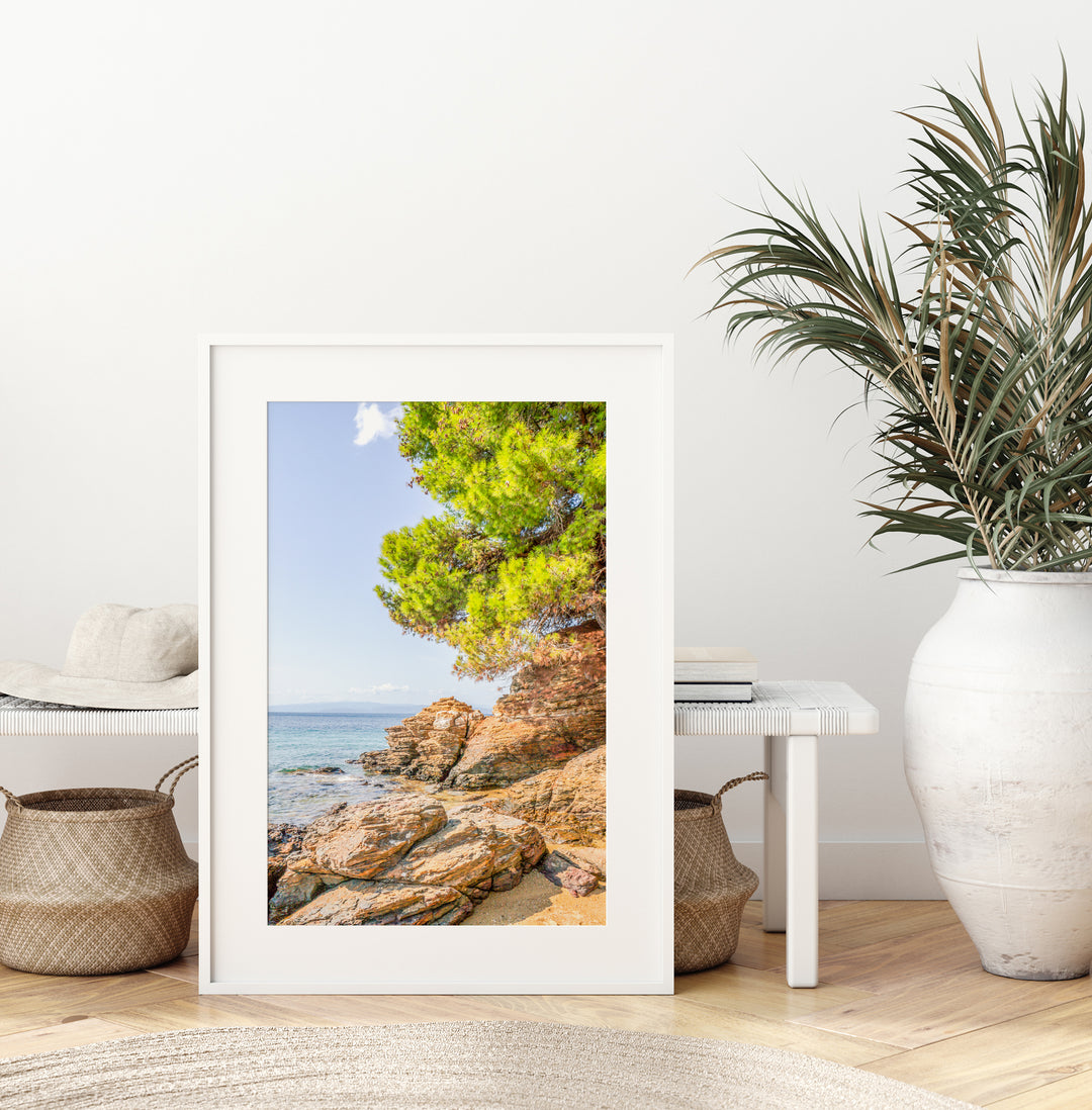 Coastal Pine Tree VIII | Fine Art Photography Print