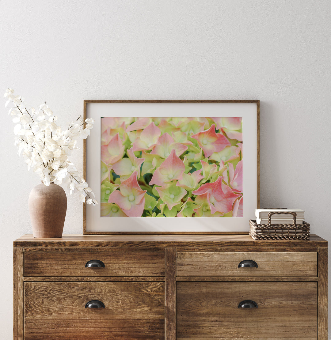 Weiß-rosa Hortensie | Fine Art Print