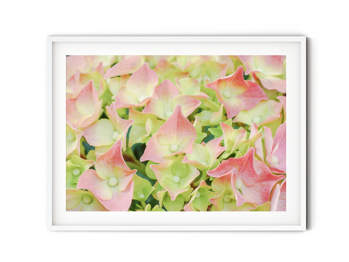 White Blush Pink Hydrangea | Fine Art Photography Print