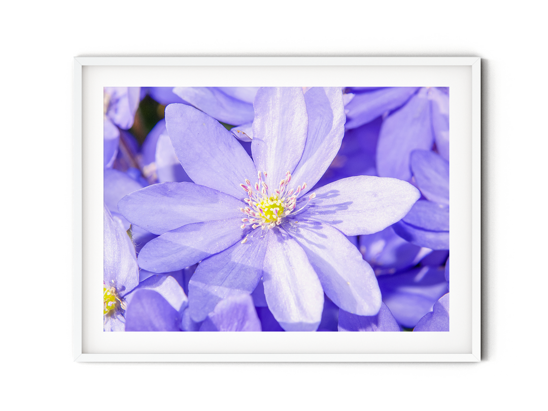 Blue Hepatica Flower II | Fine Art Photography Print