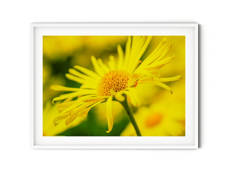 Gelbe Wildblume | Fine Art Print