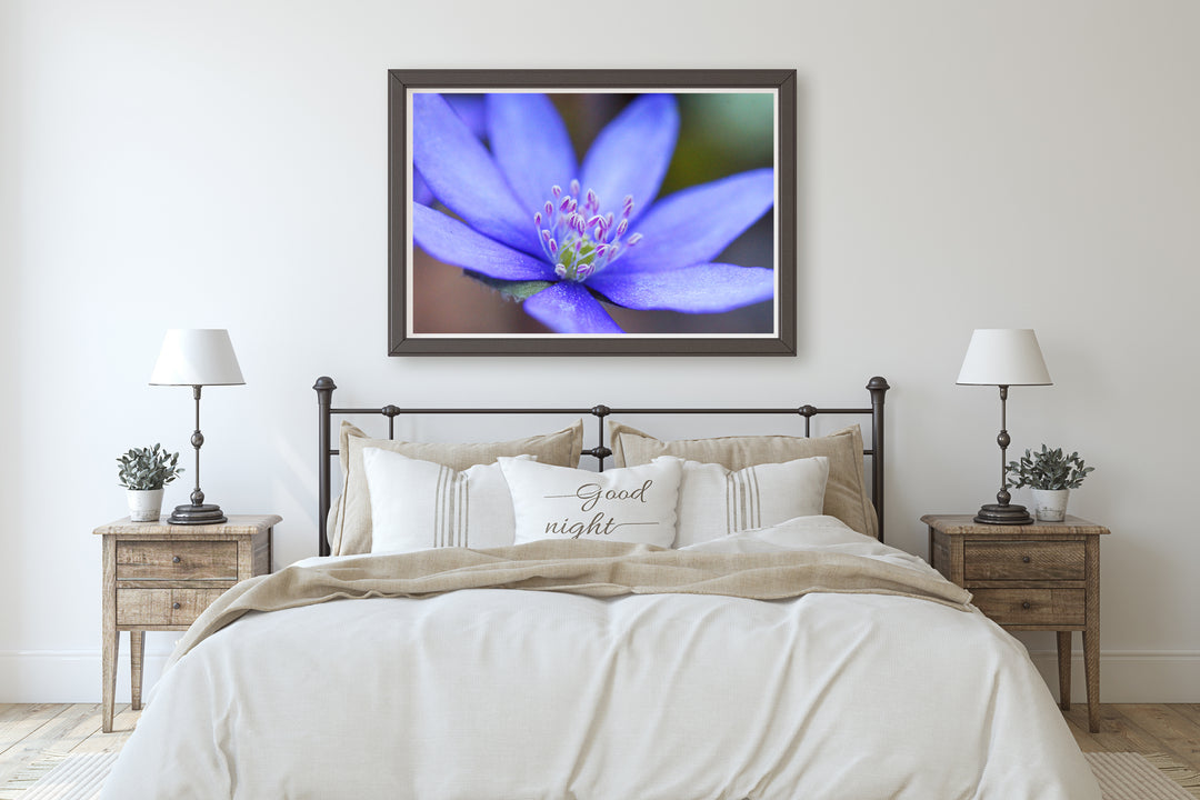 Blue Hepatica Flower | Fine Art Photography Print
