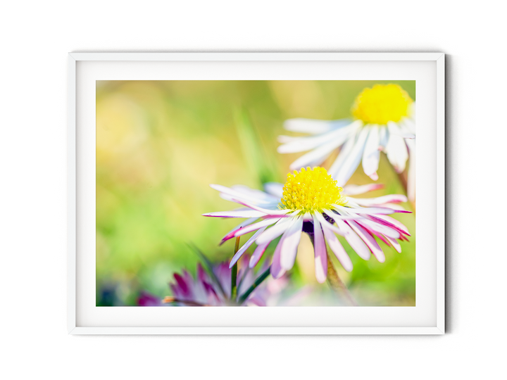 Daisy Flower | Fine Art Photography Print