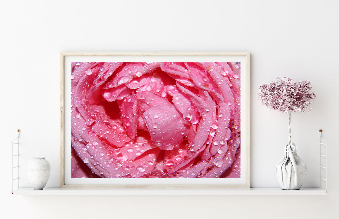 Pinke Rose | Fine Art Poster Print